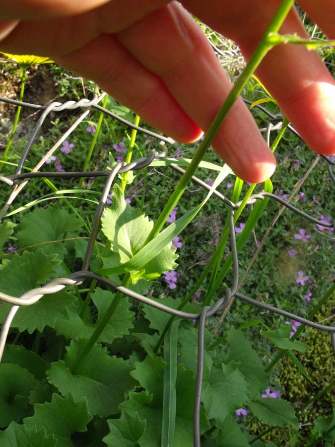 Doronicum columnae